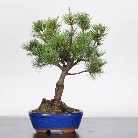 Bonsai Pine Pentaphylla PP-1-11