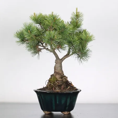 Bonsai Pine Pentaphylla PP-2-1