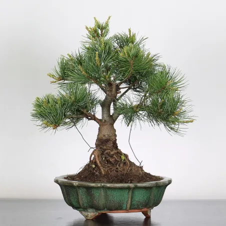 Bonsai Pine Pentaphylla PP-2-2