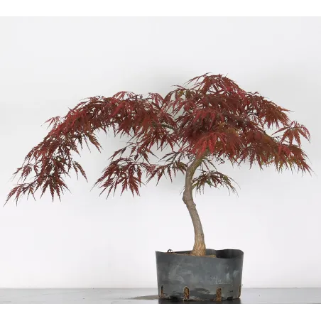 ÉRABLE DU JAPON "ACER DISSECTUM RED GARNET " 1-2