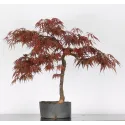 ÉRABLE DU JAPON "ACER DISSECTUM RED GARNET " 1-3