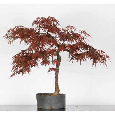 ÉRABLE DU JAPON "ACER DISSECTUM RED GARNET " 1-3