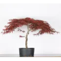 ÉRABLE DU JAPON "ACER DISSECTUM RED GARNET " 1-5