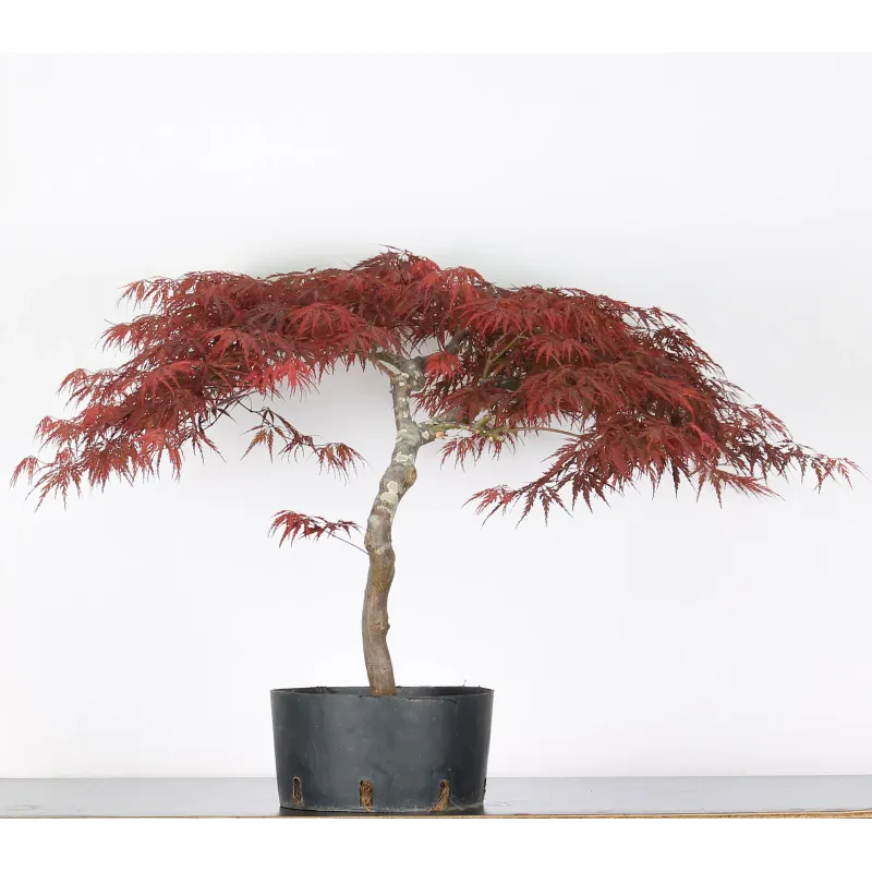 ÉRABLE DU JAPON "ACER DISSECTUM RED GARNET " 1-5