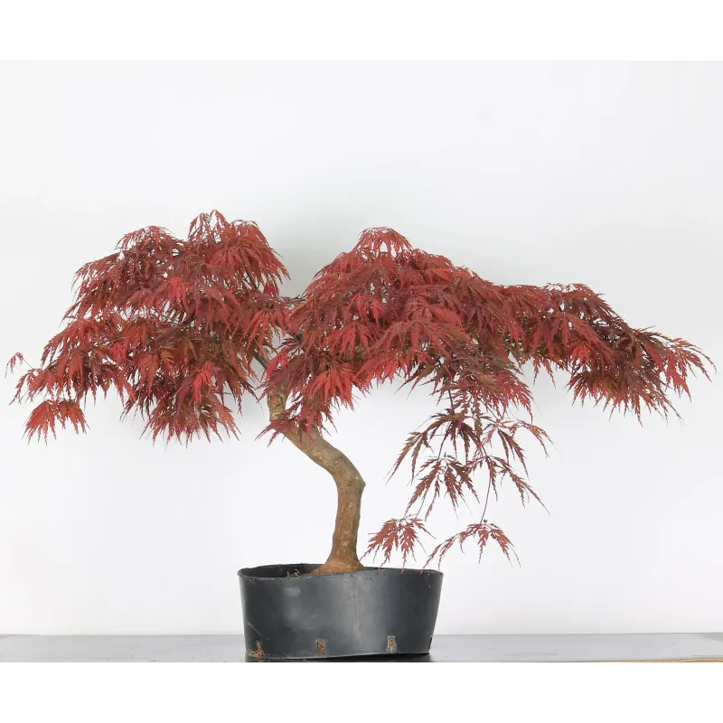 ÉRABLE DU JAPON "ACER DISSECTUM RED GARNET " 1-7