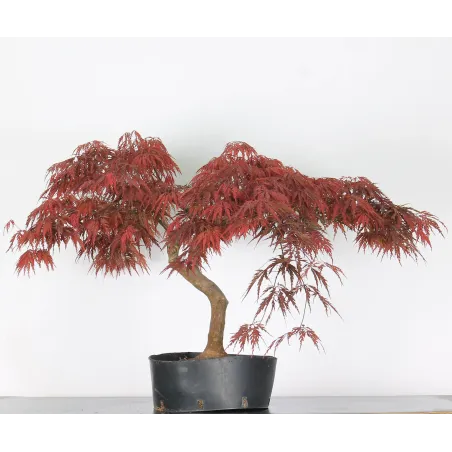 ÉRABLE DU JAPON "ACER DISSECTUM RED GARNET " 1-7