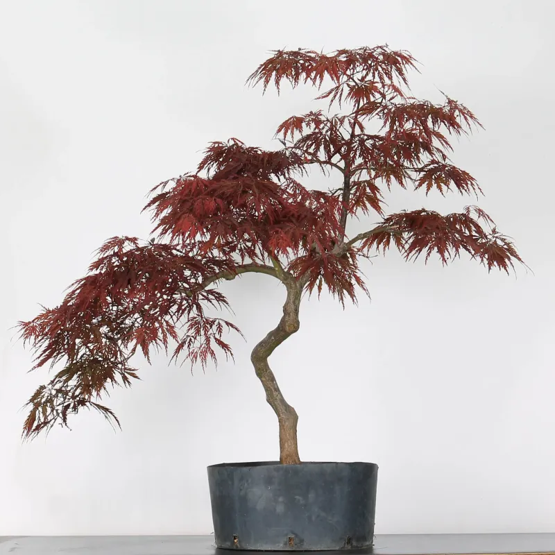 ÉRABLE DU JAPON "ACER DISSECTUM RED GARNET " 1-8