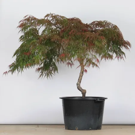 ÉRABLE DU JAPON "ACER DISSECTUM GARNET " 1-3