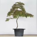 ÉRABLE DU JAPON "ACER DISSECTUM GARNET " 1-4