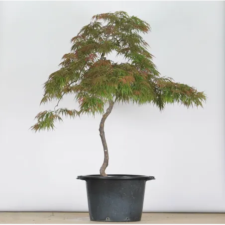 ACER DISSECTUM GARNET 1-4