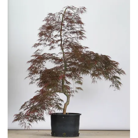 ÉRABLE DU JAPON "ACER DISSECTUM GARNET " 1-6