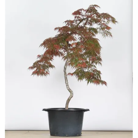 ÉRABLE DU JAPON "ACER DISSECTUM GARNET " 1-7