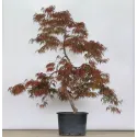 ÉRABLE DU JAPON "ACER DISSECTUM GARNET " 1-8
