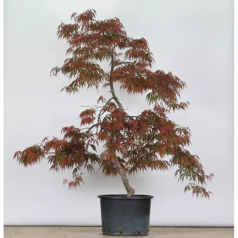 ÉRABLE DU JAPON "ACER DISSECTUM GARNET " 1-8