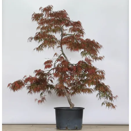 ÉRABLE DU JAPON "ACER DISSECTUM GARNET " 1-8