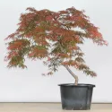 ÉRABLE DU JAPON "ACER DISSECTUM GARNET " 1-9