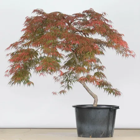 ACER DISSECTUM GARNET 1-9