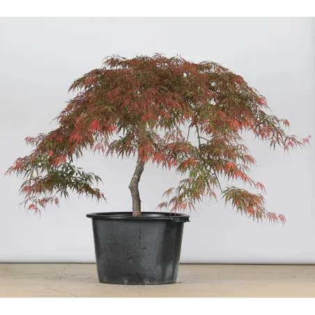 ÉRABLE DU JAPON "ACER DISSECTUM GARNET " 1-10