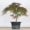 ÉRABLE DU JAPON "ACER DISSECTUM GARNET " 1-11