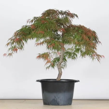 ACER DISSECTUM GARNET 1-11