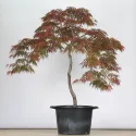 ÉRABLE DU JAPON "ACER DISSECTUM GARNET " 1-13