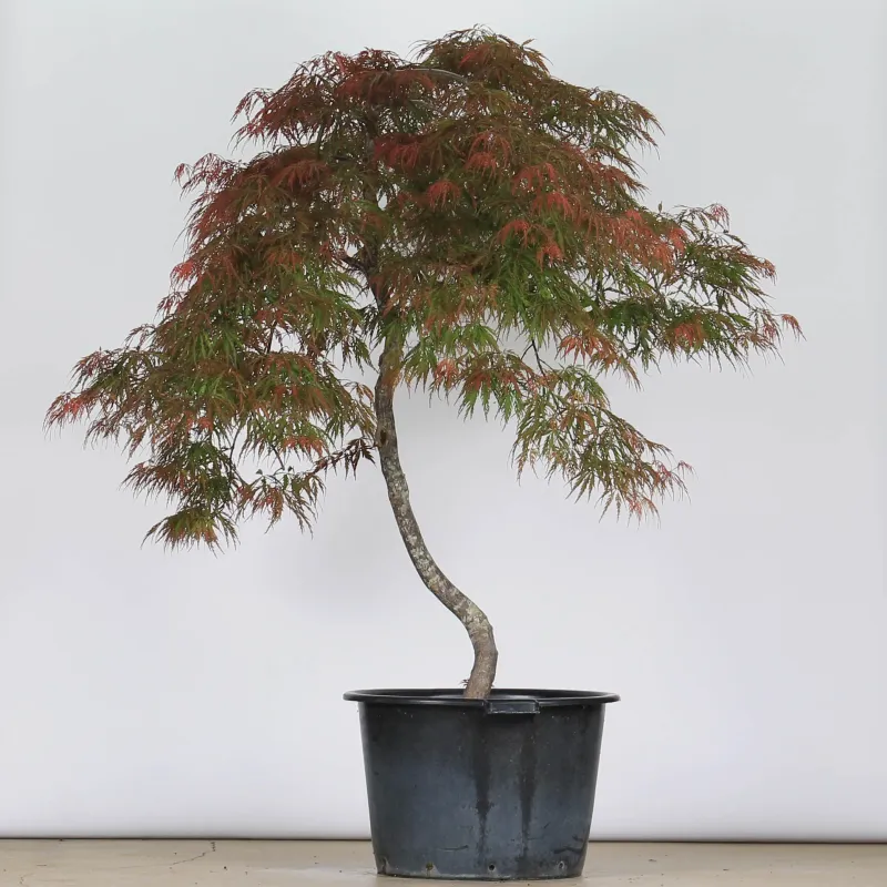 ÉRABLE DU JAPON "ACER DISSECTUM GARNET " 1-14