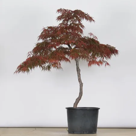 ÉRABLE DU JAPON "ACER DISSECTUM GARNET " 1-15