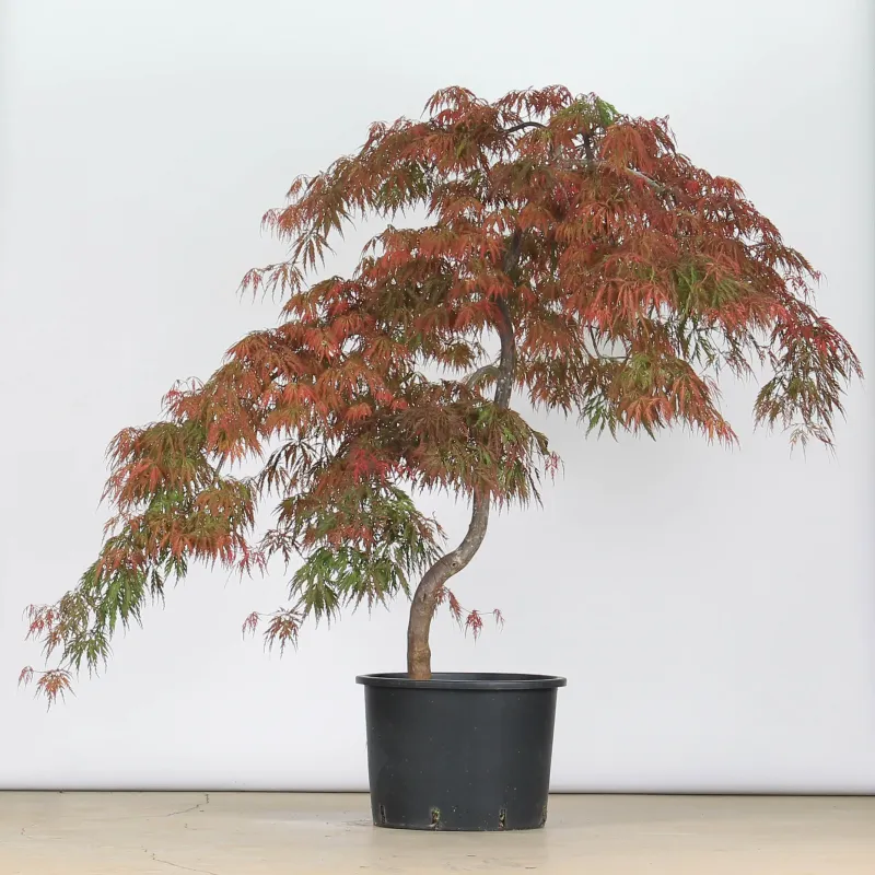 ÉRABLE DU JAPON "ACER DISSECTUM GARNET " 1-16