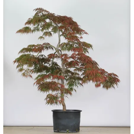 ÉRABLE DU JAPON "ACER DISSECTUM GARNET " 1-17