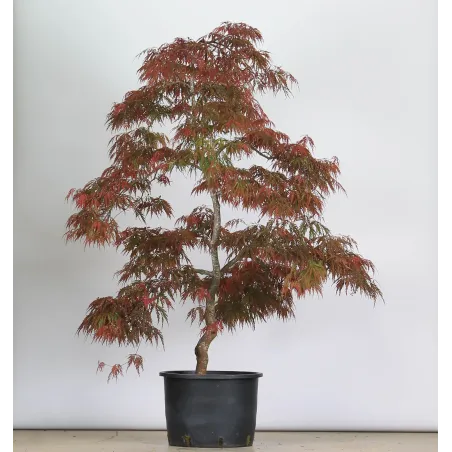 ÉRABLE DU JAPON "ACER DISSECTUM GARNET " 1-18