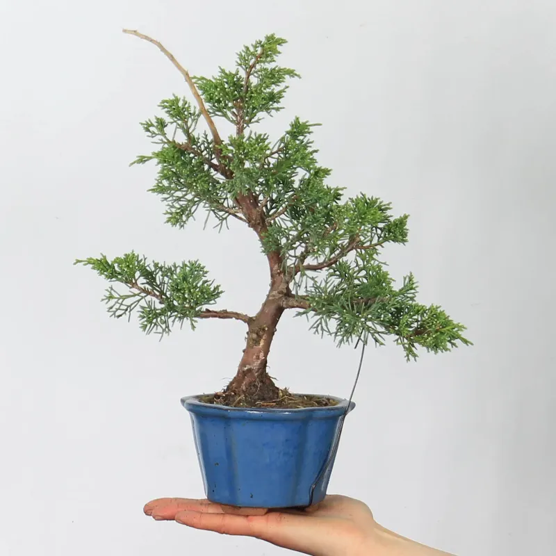 GENÉVRIER SHOHIN "JUNIPERUS CHINENSIS KISHU" 2-13