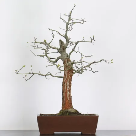 BONSAI CHÊNE ROUGE D'AMERIQUE "Quercus rubra" 1-2