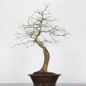 CHÊNE ROUGE D\'AMERIQUE "Quercus rubra" 1-3