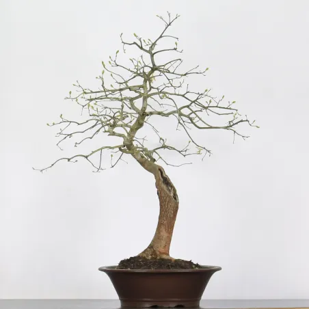 BONSAI CHÊNE ROUGE D'AMERIQUE "Quercus rubra" 1-3