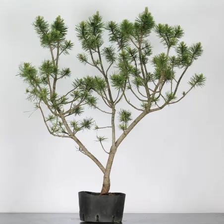 PREBONSAI "PINUS MUGO"n°2