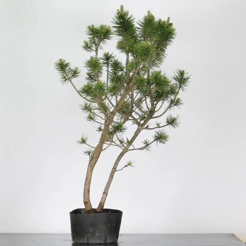 image supplémentaire - PREBONSAI "PINUS MUGO"n°2