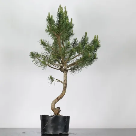 PREBONSAI "PINUS MUGO"n°3