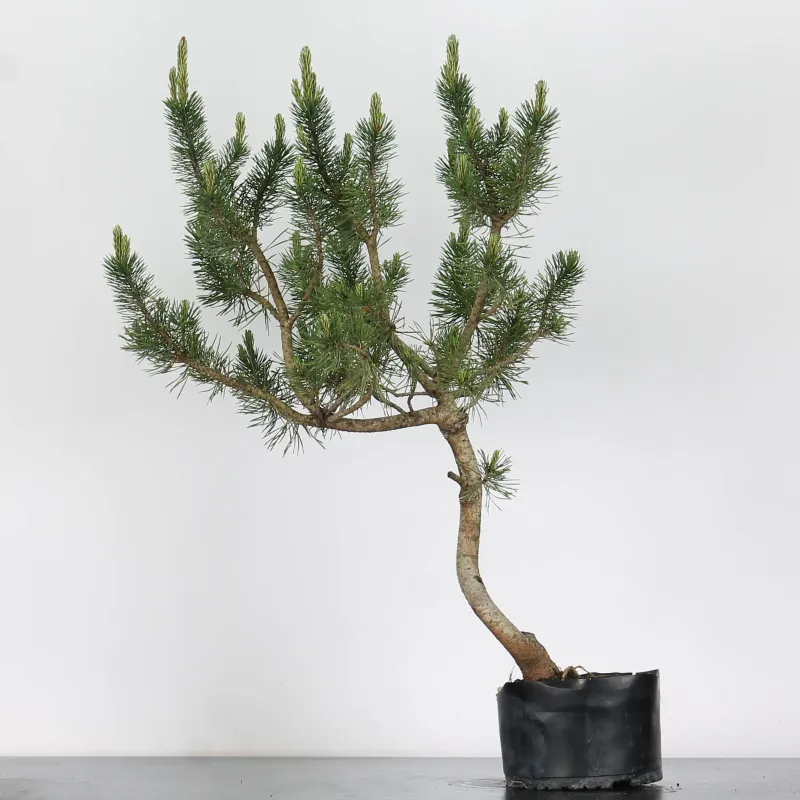 PREBONSAI "PINUS MUGO"n°3