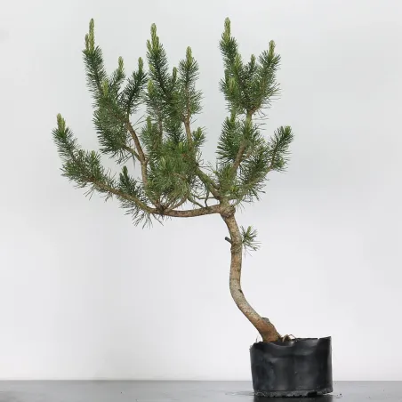 image supplémentaire - PREBONSAI "PINUS MUGO"n°3