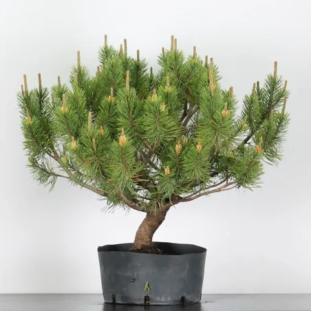 PREBONSAI JUNIPER "juniperus communis"n°5
