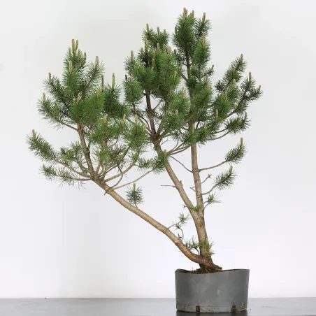 PREBONSAI "PINUS MUGO" n°19