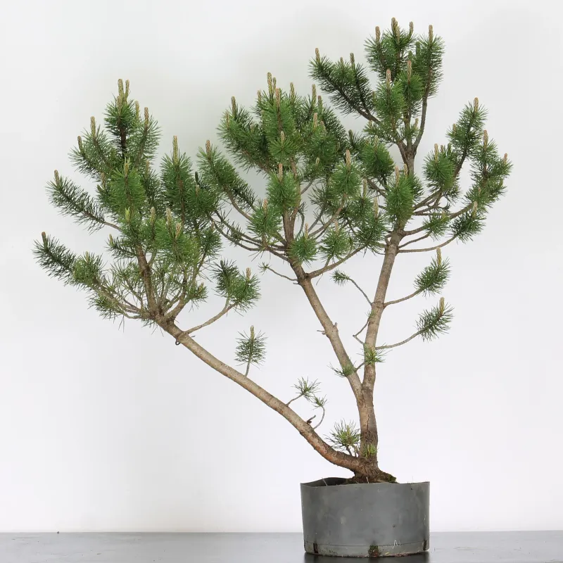 image supplémentaire - PREBONSAI "PINUS MUGO" n°19