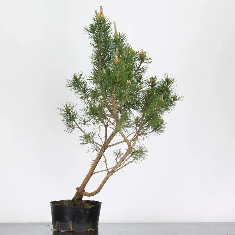 image supplémentaire - PREBONSAI "PINUS MUGO" n°20