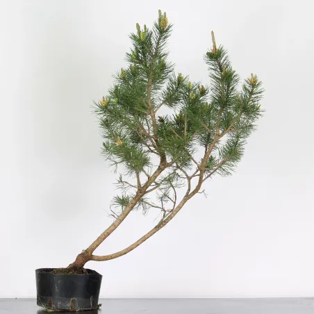 PREBONSAI "PINUS MUGO" n°20