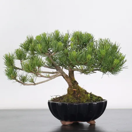 Mugo Bonsai Pine PM-1-1