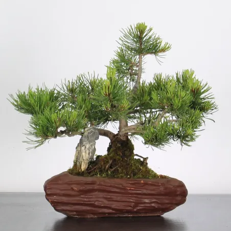 Mugo Bonsai Pine PM-1-2