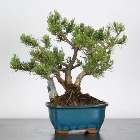 Mugo Bonsai Pine PM-1-3