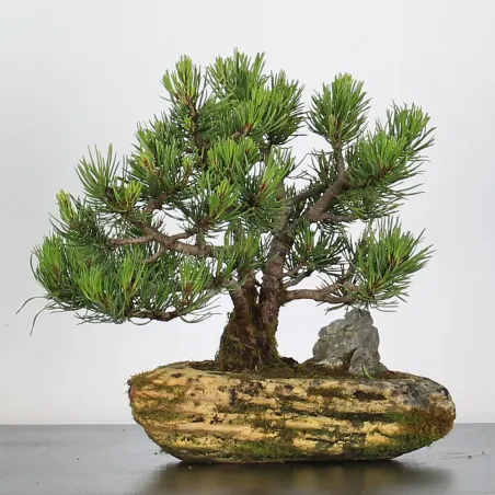 Pin mugo bonsai PM-1-4