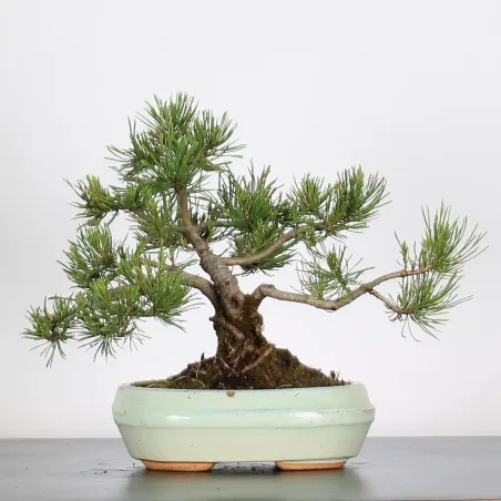 Mugo Bonsai Pine PM-1-5