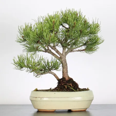 Mugo Bonsai Pine PM-1-6